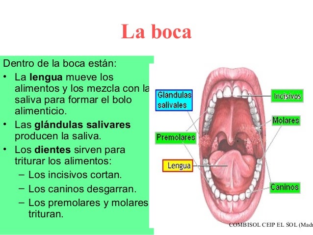 Aparato digestivo y función de nutrición