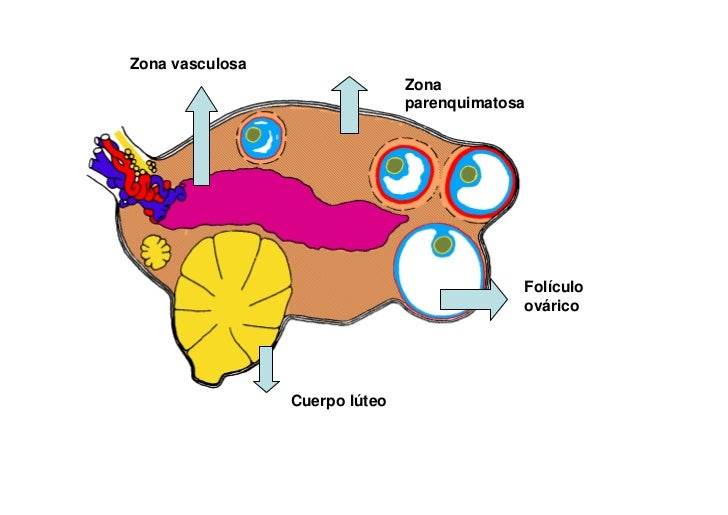 aparato