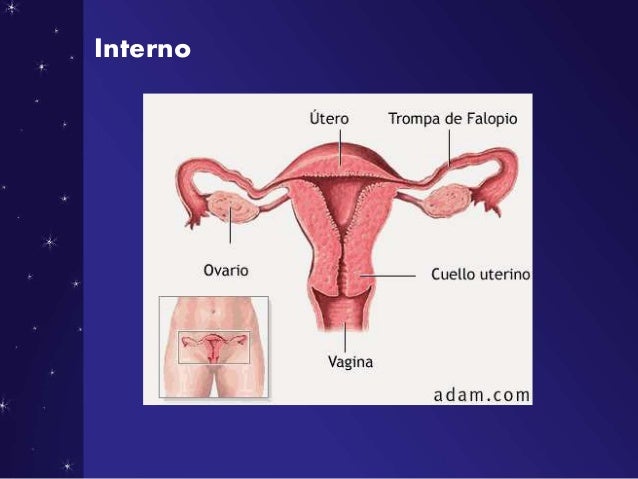 Aparato reproductor femenino y masculino / Solo imágenes 