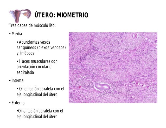 Histología de aparato reproductor femenino