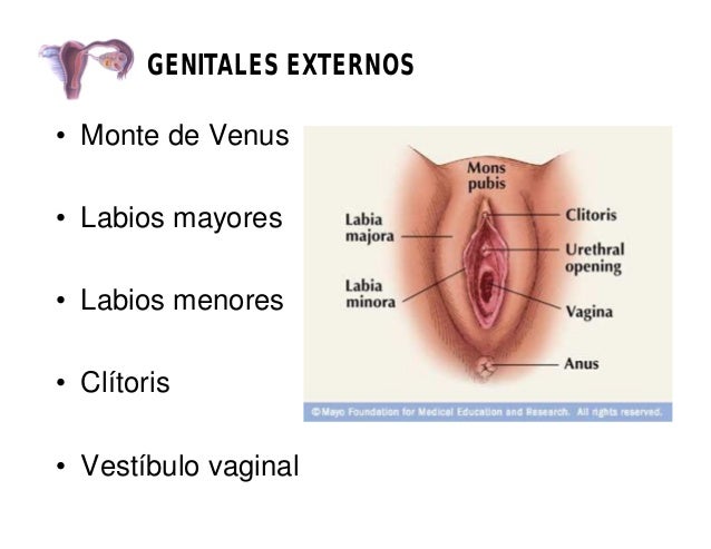 La foto de la psoriasis en la cutis