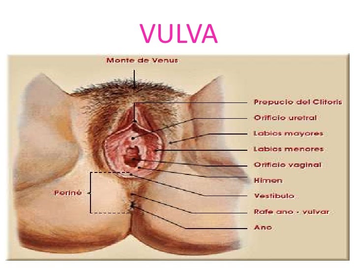 Capucha vagina CUM FIESTA FOTOS DE PUTAS Y VIDEOS