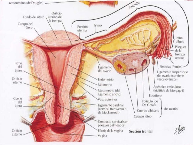 vagina interior aparato reproductor femeninoo vagina interior aparato reproductor femeninoo