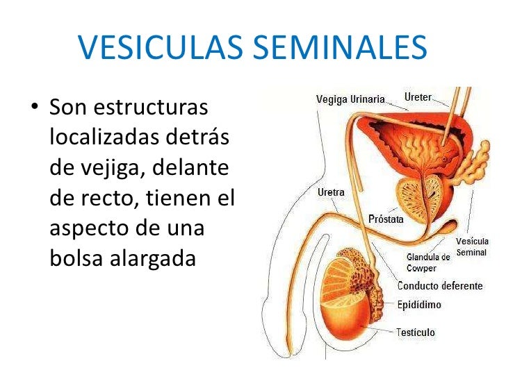 Aparato reproductor masculino