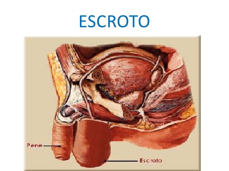 Aparato reproductor masculino