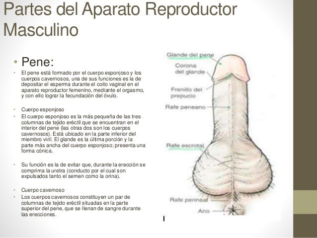El aumento del miembro como hace el ejercicio