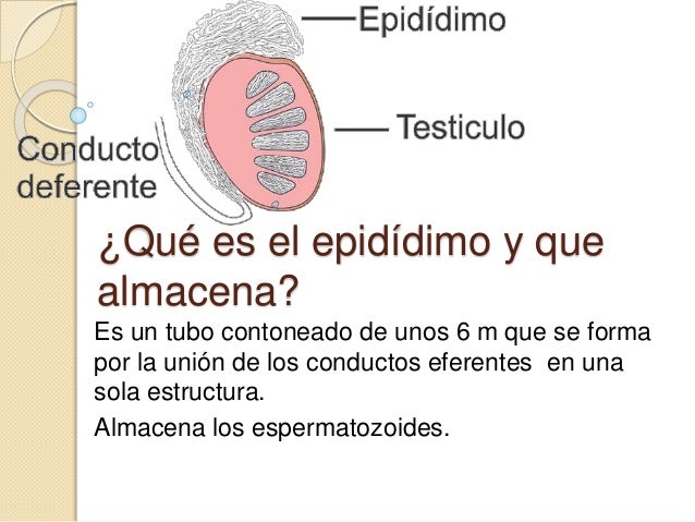 Aparato reproductor masculino