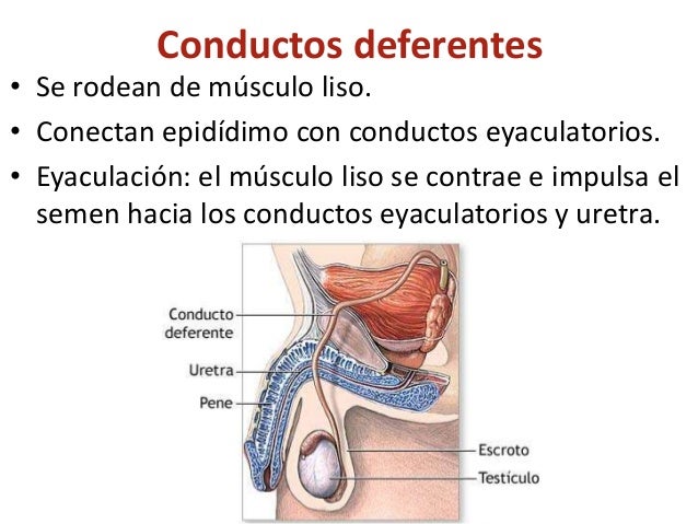 Aparato reproductor masculino