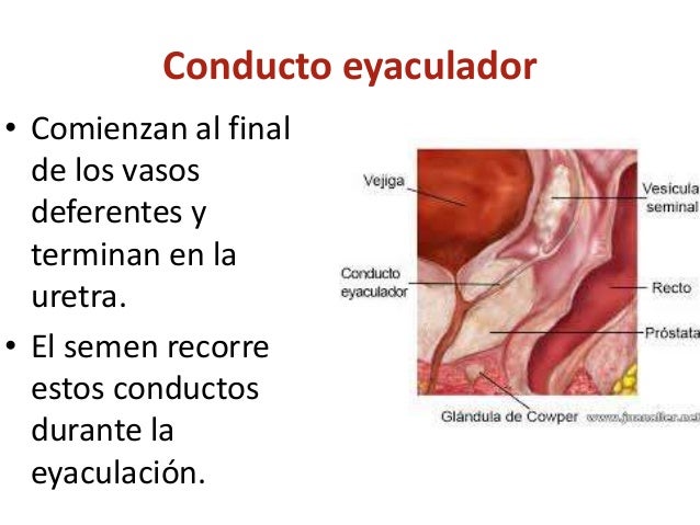 La verdad sobre un pequeño pene