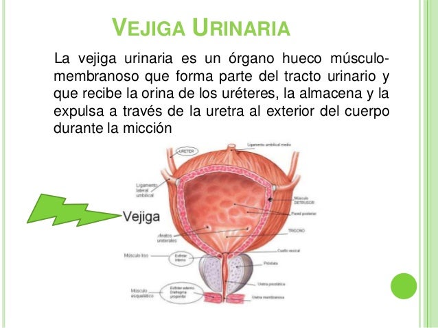 Funcion De La Vejiga En El Aparato Reproductor Masculino