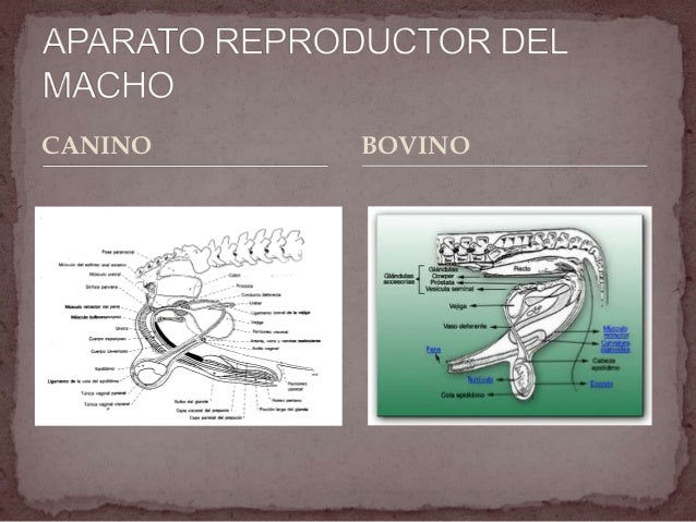 Porno onlayn al marido el pequeño miembro