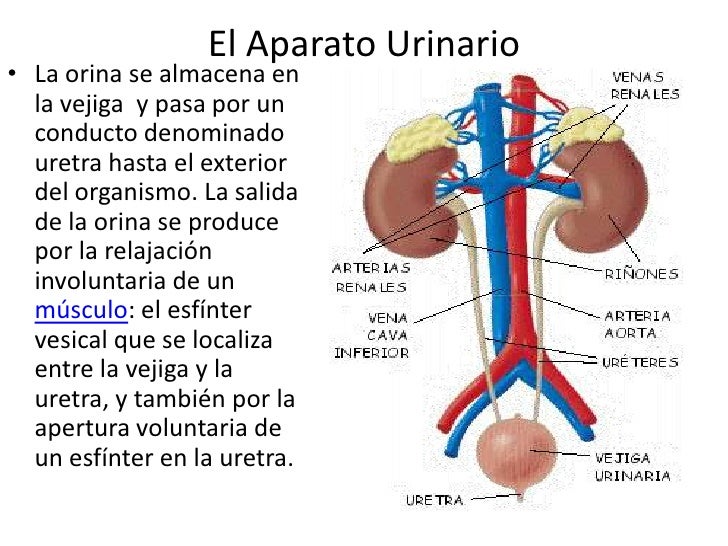 Sistema urinario