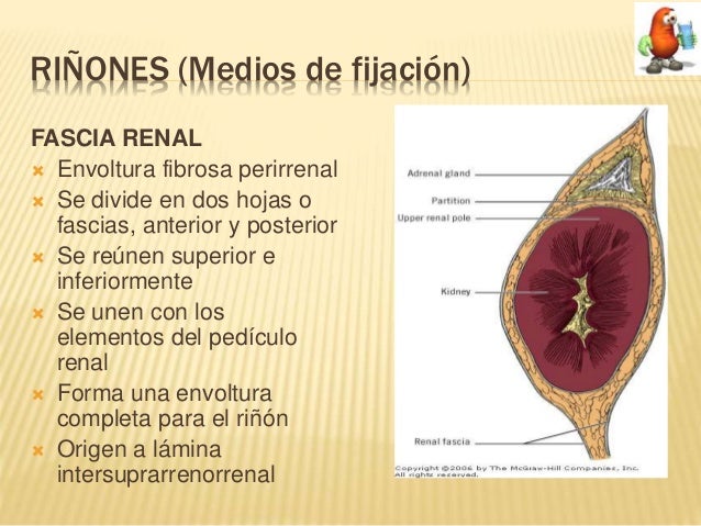 Medio De Fijacion De Los Riñones es.slideshare.net
