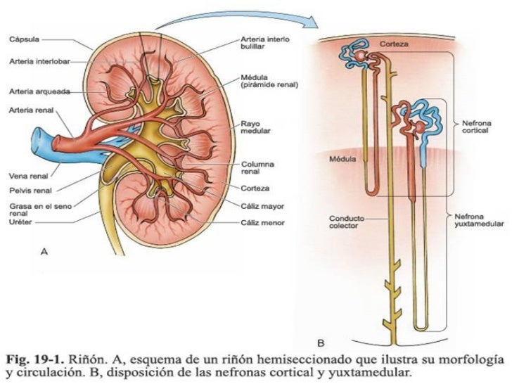 Aparato Urinario (Histología - Dr. Aguirre)