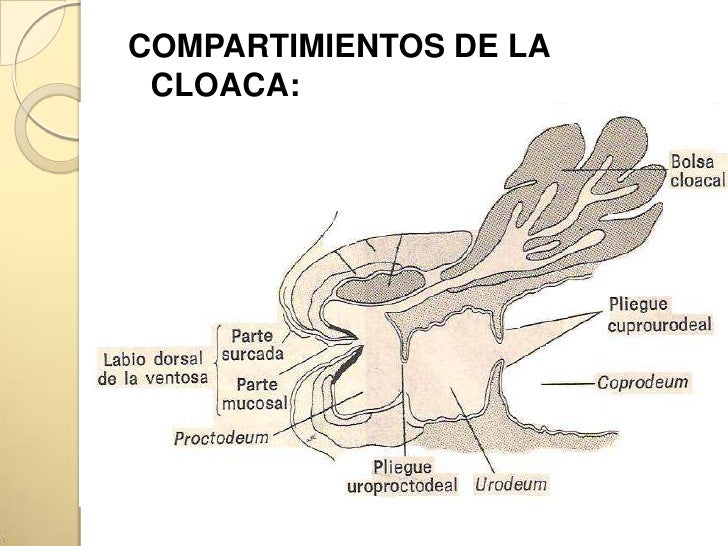 Aparato urogenital en aves