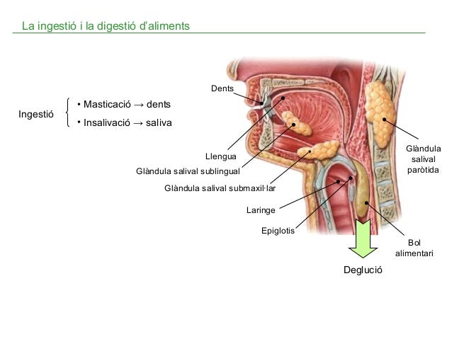 Resultat d'imatges de ingestio la faringe i lesofag