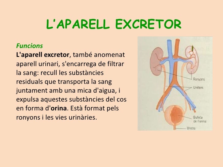 Aparell Excretor