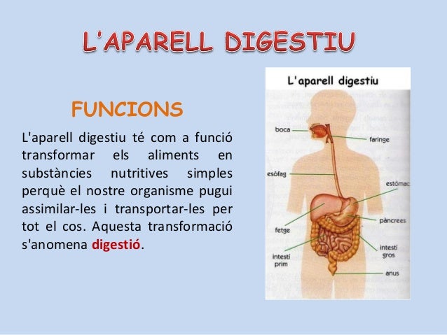 Resultat d'imatges de paver point aparell digestiu 5è