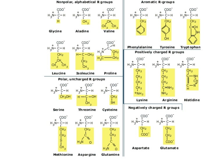 Ap bio ch 3 Functional Groups & Macromolecules