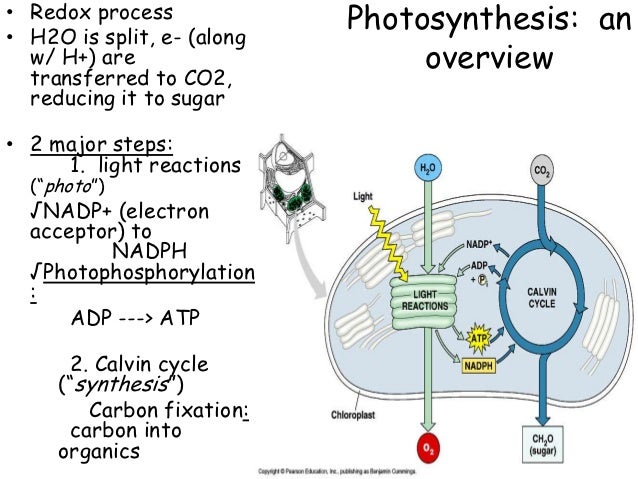 Photosynthesis coursework