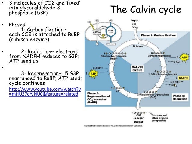 ap bio ch 9 15 Quizzes science biology mitosis and meiosis mitosis and meiosis - chapters 12-13 - ap biology 15 if the cell whose. ap bio ch 9 15 Quizzes science biology mitosis and meiosis mitosis and meiosis - chapters 12-13 - ap biology 15 if the cell whose.
