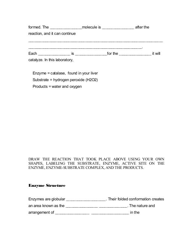 Enzyme Worksheet High School Biology  enzyme worksheet biology answers worksheets for 