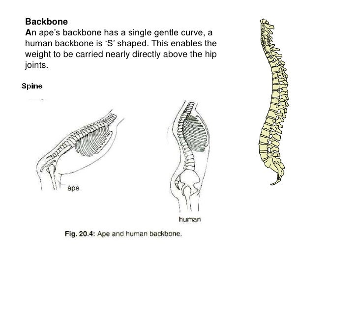 Apes Vs Humans & Skeletal Differences