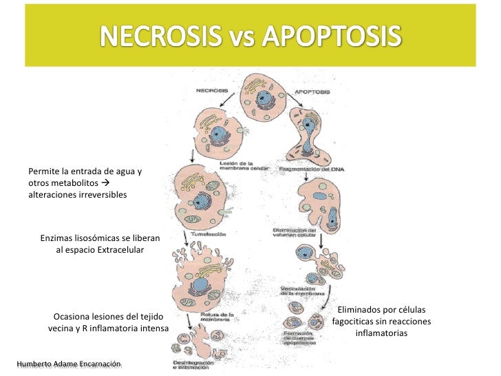Apoptosis