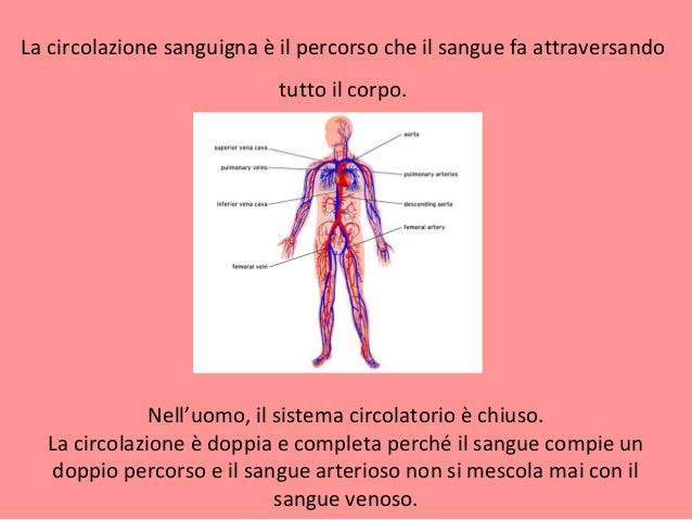 Apparato circolatorio