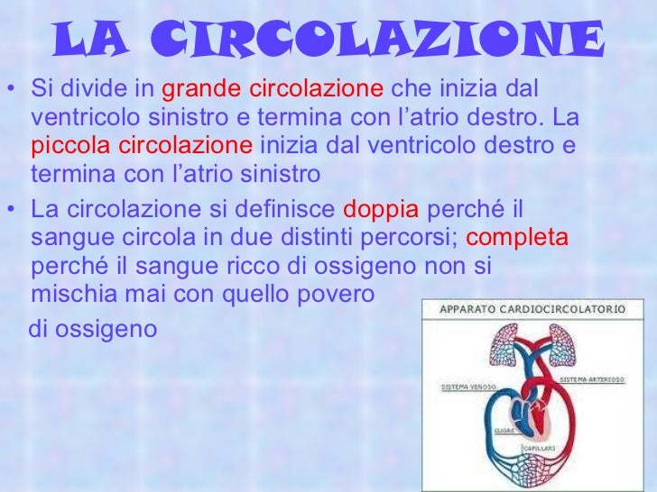 La Piccola E La Grande Circolazione Apparato circolatorio claudia