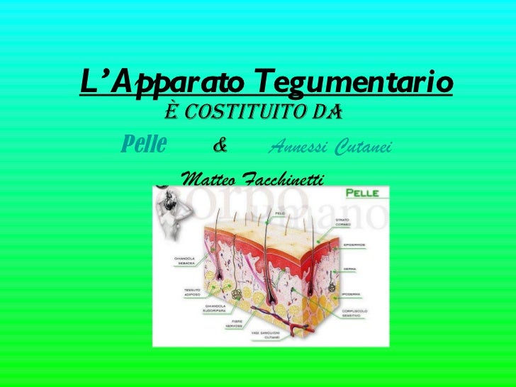 Cos è L Apparato Tegumentario