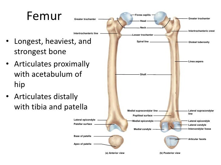 Appendicular Skeleton