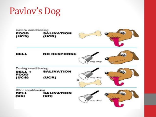 Dog Bell Food Experiment Dog Bell Food Experiment