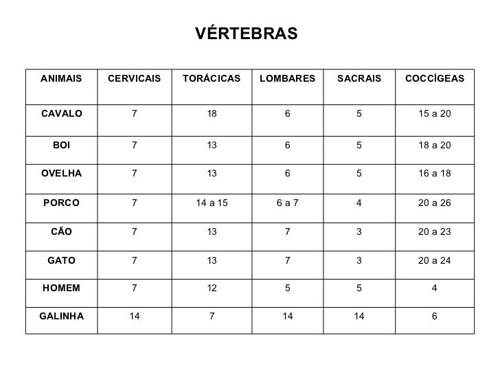 Apresentação coluna vertebral