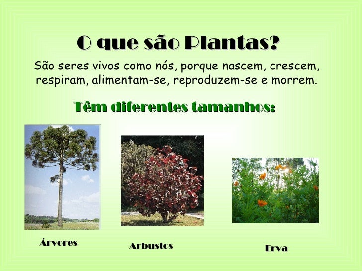 Apresentação plantas