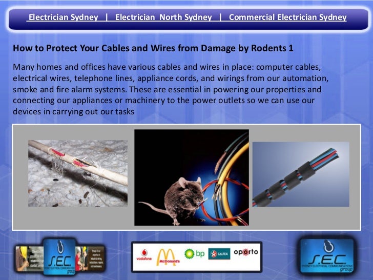 How to Protect Your Cables and Wires from Damage by Rodents