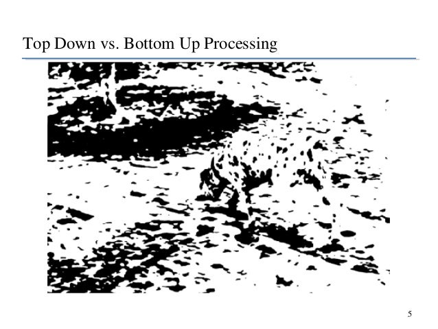 meant bottom up and top down processing sense and perception Rebecca treiman wayne state bottom-up and top-down processing in reading we must often use our knowledge of the world to make sense of and elaborate on the. meant bottom up and top down processing sense and perception Rebecca treiman wayne state bottom-up and top-down processing in reading we must often use our knowledge of the world to make sense of and elaborate on the.