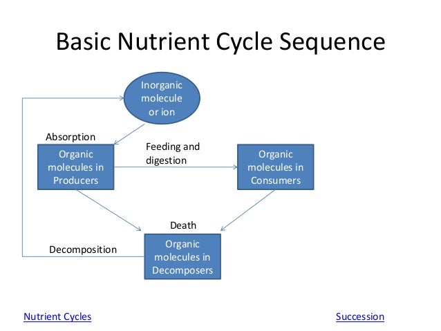 biology cycles essay biology cycles essay