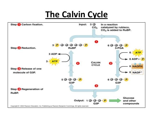 biology essay carbon dioxide biology essay carbon dioxide