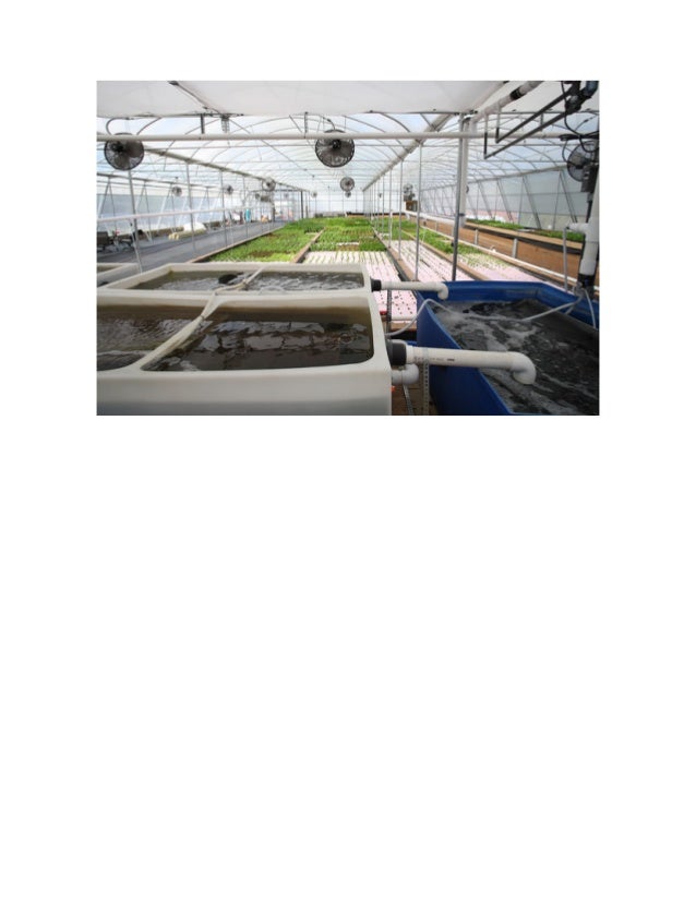 aquaponics-system-design-aquaponics-system-aquaponic-plants-aquaponics