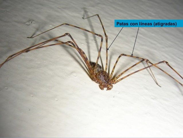 araas-8-638.jpg