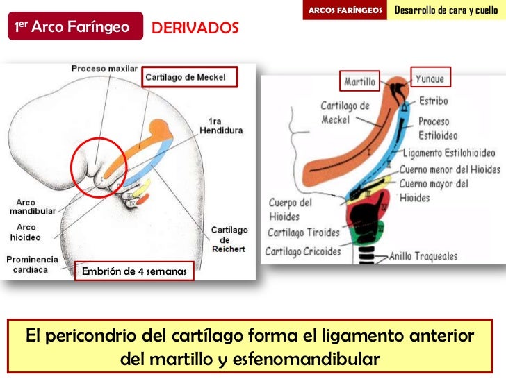 Arcos Faríngeos II