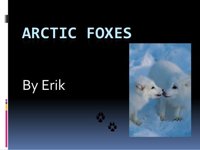 Arctic Foxes By Erik