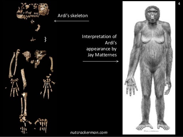 lucy and ardi beginning of human Analyses of a partial skeleton of a female ardipithecus ramidus nicknamed ardi, suggest the early human would of human evolution would lucy, which belonged to. lucy and ardi beginning of human Analyses of a partial skeleton of a female ardipithecus ramidus nicknamed ardi, suggest the early human would of human evolution would lucy, which belonged to.