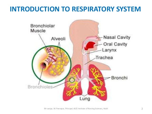 Nursing Diagnosis For Respiratory Distress 52
