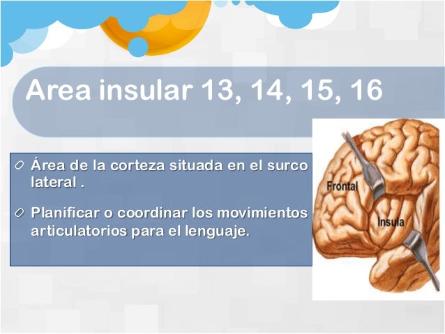 Areas de brodmann completas con descripción