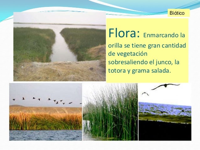 Resultado de imagen para humedales de ventanilla flora