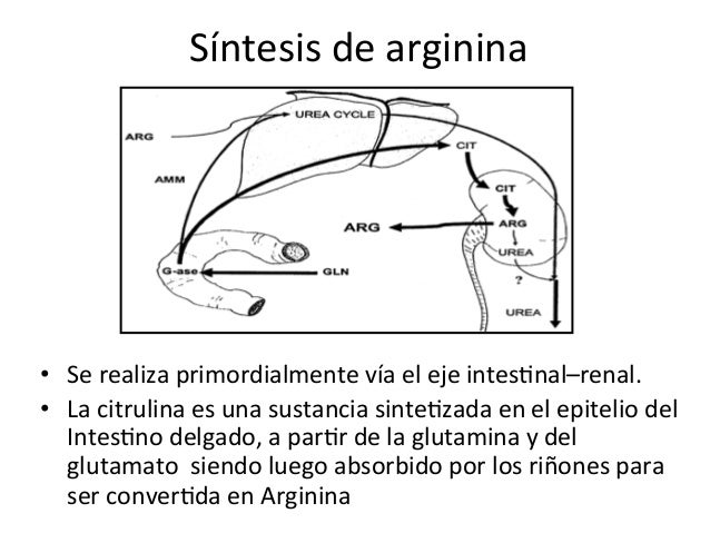 arginina y carnitina juntas