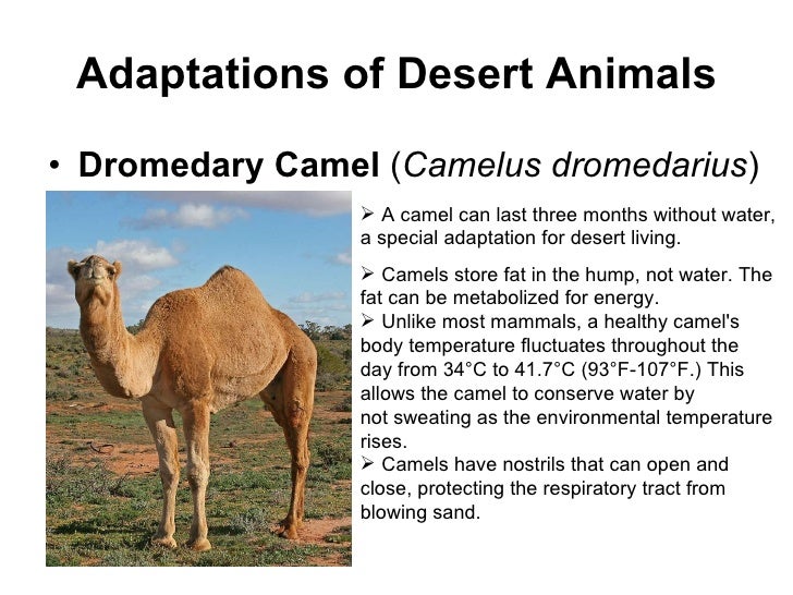 Adaptive features of desert plants and animals