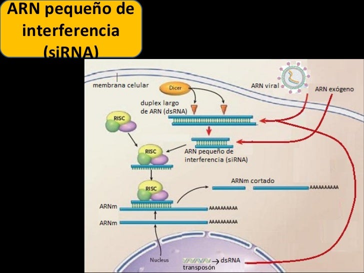 arn de interferencia 7 728